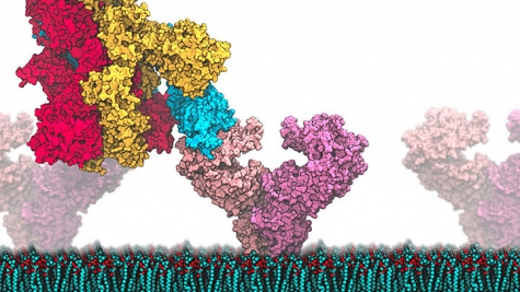 BNL: Researchers Working on Computational Models to Design Ways to Treat COVID-19