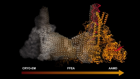 SARS-CoV-2 Virus Graphic