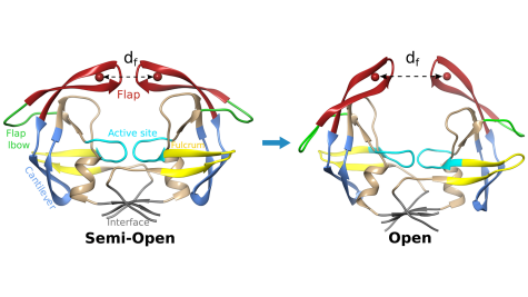 Representative structures of the semi-open and open state of HIV-PR.