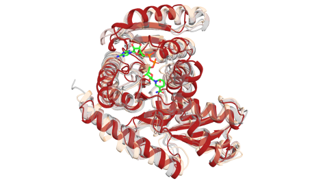 Visualization of malate dehydrogenase