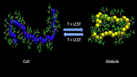 Atomistic simulations elucidating the coil-to-globule conformational changes in thermosensitive polymers.