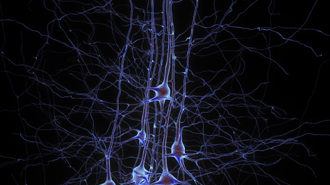 Digital reconstruction of pyramidal cells