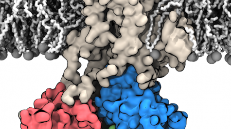 Membrane bound structure of the Sarcoplasmic reticulum calcium pump