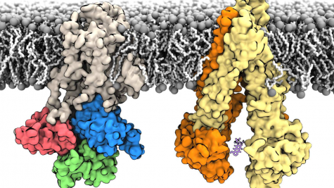 Membrane bound structures