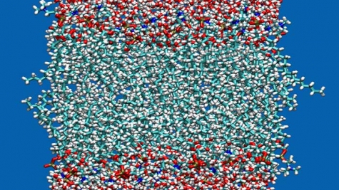 Typical configuration of a zwitterionic lipid bilayer membrane.