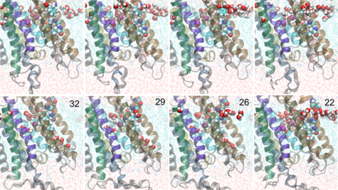 Molecular details of the occlusion process in the ATP-driven calcium pump SERCA