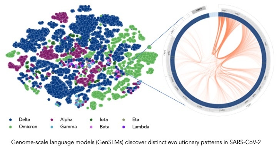 Trained on a year’s worth of SARS-CoV-2 genome data, the model can infer the distinction between various viral strains. Each dot on the left corresponds to a sequenced SARS-CoV-2 viral strain, color coded by variant. The figure on the right zooms into one strain of the virus, which captures evolutionary couplings across the viral proteins specific to this strain.