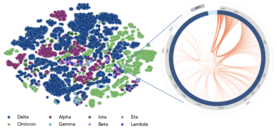 GenSMLs discover distinct evolutionary pattenrs in SARS-CoV-2