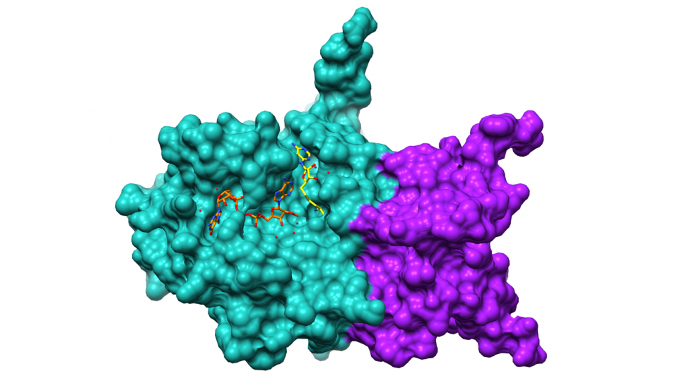 Nsp10/16 surface with ligands