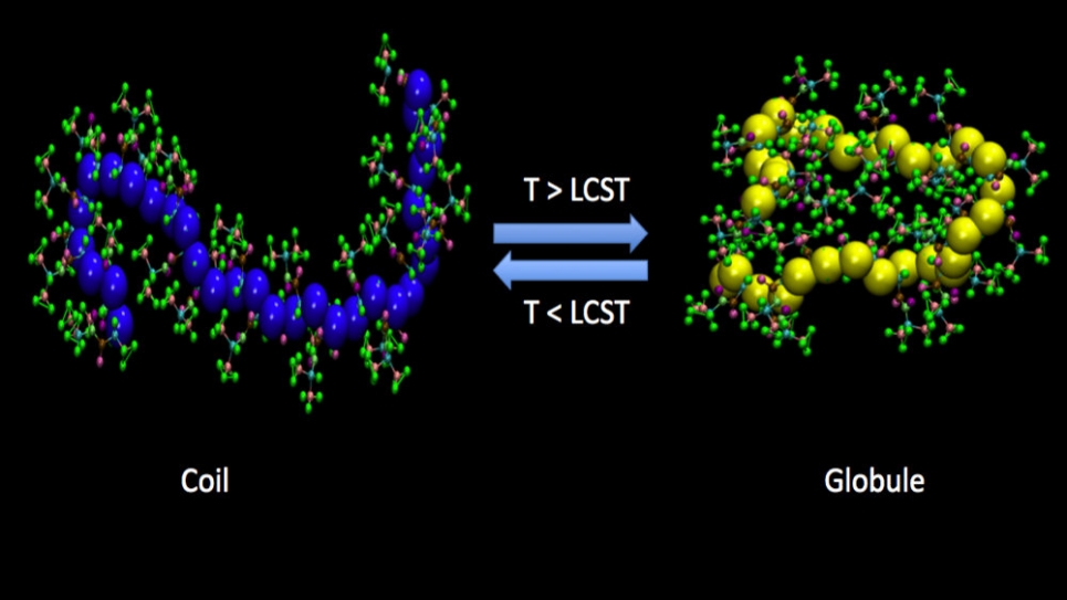 Atomistic simulations elucidating the coil-to-globule conformational changes in thermosensitive polymers.