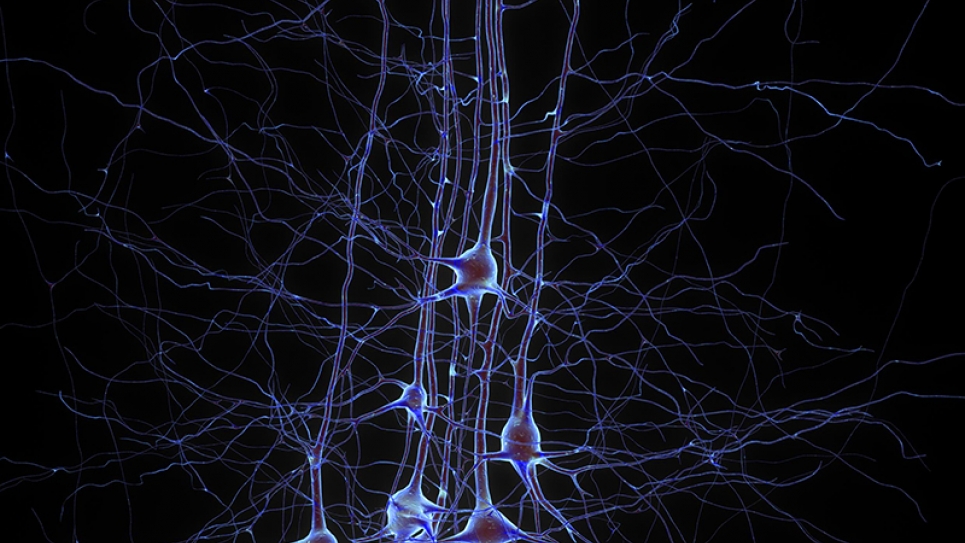 Digital reconstruction of pyramidal cells