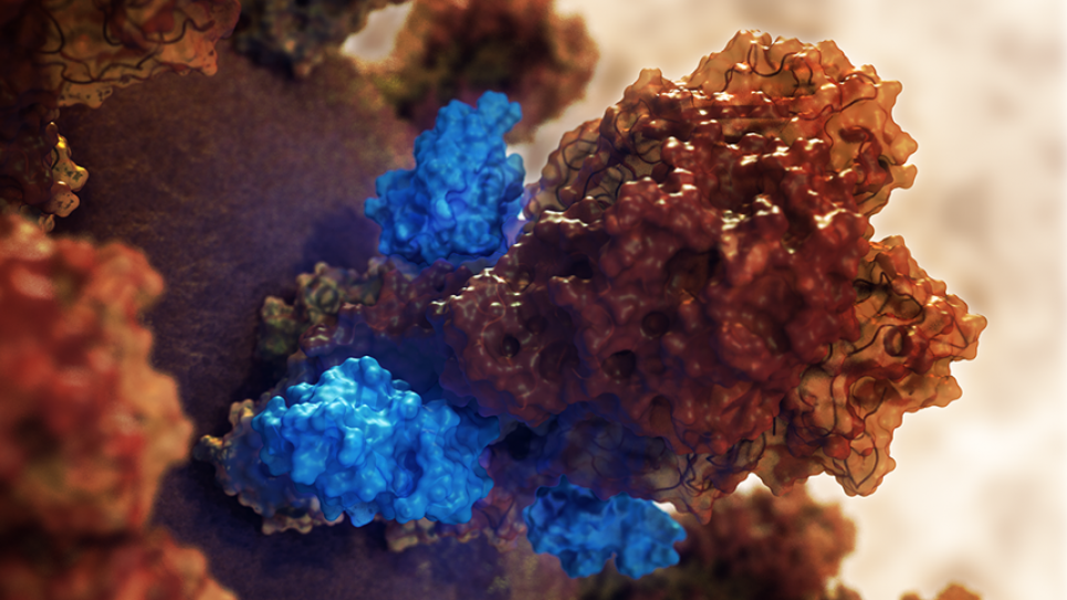 Hemagglutinin (orange) is an influenza surface protein responsible for viral invasion and infection of cells