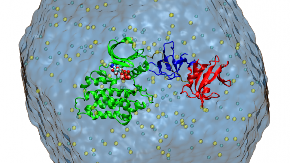 The Src-family of kinases are important enzymes for cellular signaling that can transfer a phosphoryl group from ATP to a target protein