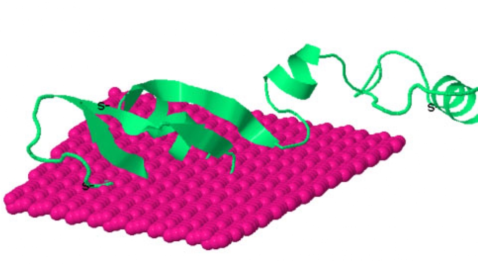 One of the selected MD conformers of MccE492 microcin