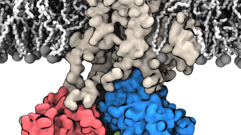  Membrane bound structures of the sarcoplasmic endoplasmic reticulum calcium pump 